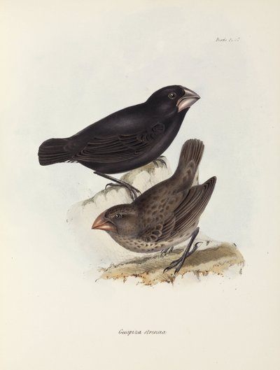 一对雀鸟，加拉帕戈斯群岛，约1832-1836年 作者 不明