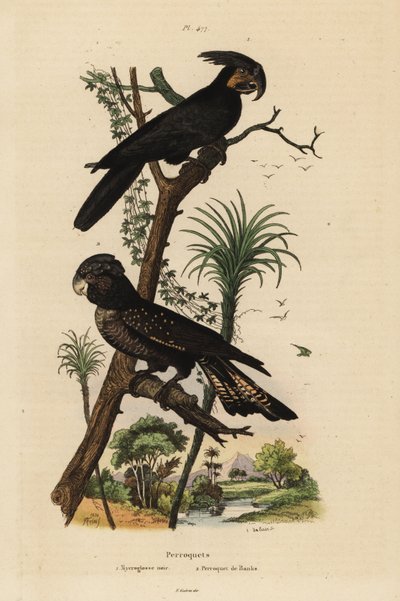 Palm cockatoo、Probosciger aterrimus 和红尾黑鹦鹉、Calyptorhynchus bank Mycroglosse noir et Perroquet de Banks 作者 不明