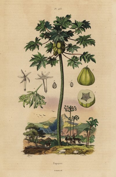 Papaya or pawpaw tree with fruit and cross section of fruit 作者 不明