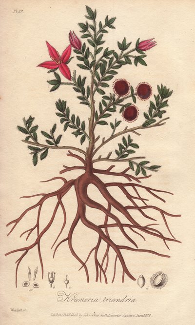 帕拉或秘鲁腊肠，Krameria lappacea 作者 未知艺术家