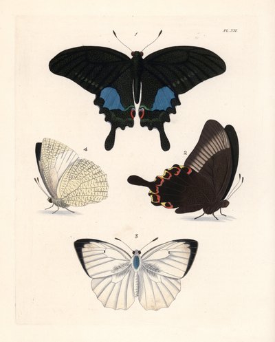 巴黎孔雀蝶 Papilio paris 1、2 和斑纹移民蝶 Catopsilia pyranthe？3.4.约翰-O-韦斯特伍德（John O. Westwood）新版德鲁-德鲁里（Dru Drury）《外来昆虫学插图》中的手绘石版画，伦敦伯恩出版社 作者 未知艺术家