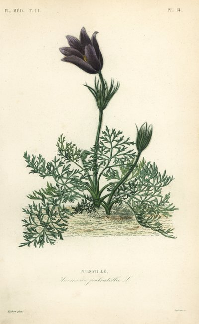 昙花或达内的血，海葵pulsatilla，Pulsatille 作者 不明