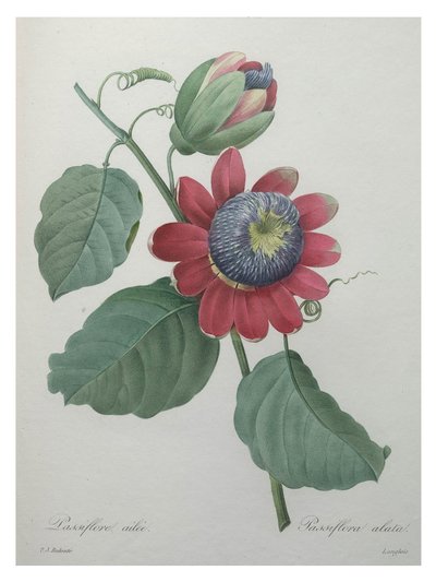 热情花 作者 不明