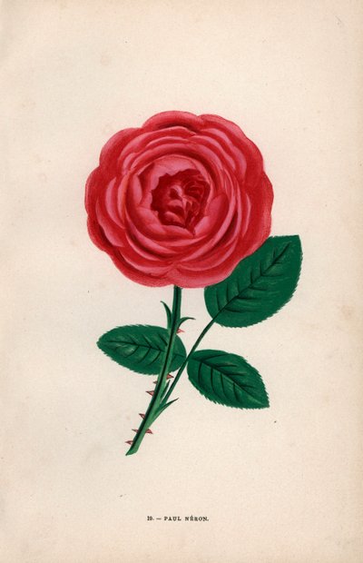 保罗-内隆玫瑰，1869 年莱维特先生在里昂培育的猩红色杂交种。F. Grobon 根据 Hippolyte Jamain 和 Eugene Forney 的 "Les Roses"（《玫瑰花》）绘制并石版印刷的彩色石版画，巴黎，J. Rothschild 出版社。 作者 未知艺术家