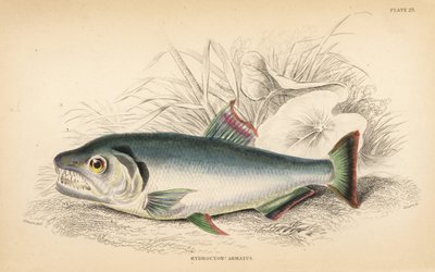 Payara, Hydrolycus armatus (Strong-toothed hydrocyon, Hydrocyon armatus)。W.H. Lizars 根据詹姆斯-斯图尔特（James Stewart）的插图手工绘制的彩色钢板雕刻，插图出自罗伯特-朔姆堡（Robert Schomburg）的《圭亚那的鱼类》（Fishes of Guiana），该书是威廉-怡和爵士（Sir William Jardine）的《博物学家图书馆》的一部分：Icht 作者 未知艺术家