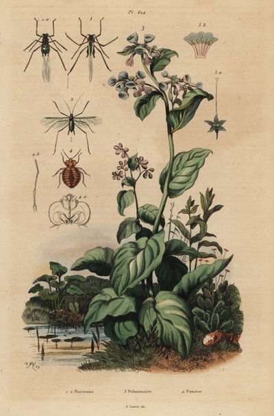 桃蚜，Myzus persicae 1，玫瑰蚜，Macrosiphum rosae 2，弗吉尼亚蓝铃，Mertensia pulmonarioides 3，以及臭虫，Cimex lectularius 4 作者 Unbekannt