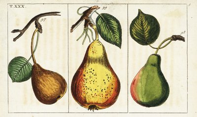 梨品种，Pyrus communis。 作者 未知艺术家