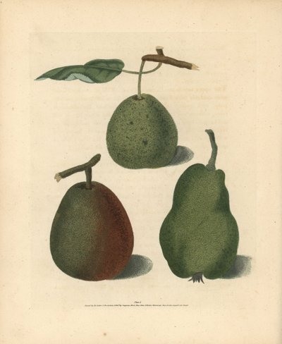 梨品种，Pyrus communis：Cressan、Gansell