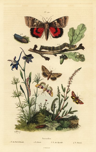 Pease flower、Periphanes delphinii 1、棉铃虫、棉铃虫 2、黄色底翅、Anarta myrtilli 3、大黄色底翅、Noctua pronuba、幼虫和蛹 4. Noctuelles butterflies 作者 Unbekannt