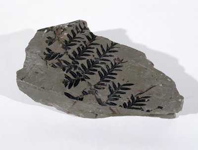 在萨默塞特的卡默顿发现的石炭纪上层的Pecopteris (Gymnosperm Frond) (照片) 作者 不明