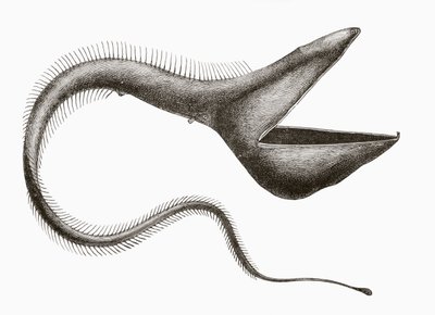 鹈鹕鳗或 Eurypharynx pelecanoides，一种人类很少见到的深海鱼，出自《El Mundo Ilustrado》，巴塞罗那出版，大约 1880 年 作者 不明