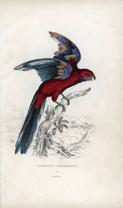 潘南鹦鹉（Psittacus pennantii）。Platycercus elegans. 作者 未知艺术家
