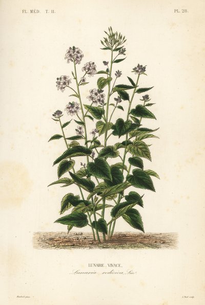 Perennial honesty, Lunaria rediviva, Lunaire vivace 作者 不明