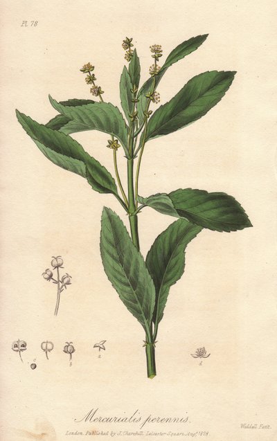 多年生卷心菜（Mercurialis perennis）--威廉-克拉克为约翰-斯蒂芬森和詹姆斯-莫尔斯-丘吉尔所著《医学植物学，伦敦、爱丁堡和都柏林药用植物描述》绘制的浓水插图、 作者 未知艺术家