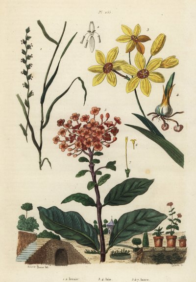 多年生黑麦草，Lolium perenne 1,2，斑点非洲玉米百合，Ixia maculata var 作者 不明