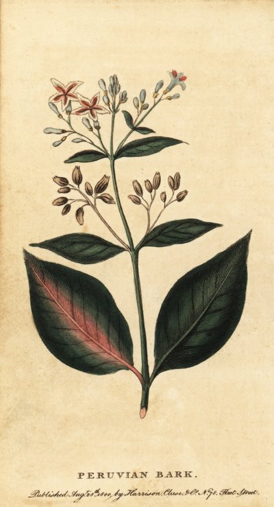 秘鲁树皮，金鸡纳树，1800 年（雕刻） 作者 未知艺术家