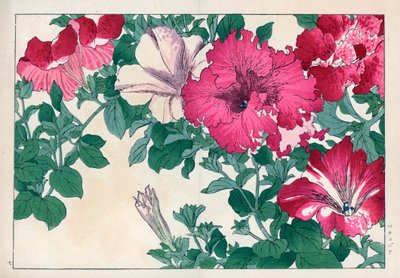 矮牵牛品种（粉色和白色）。矮牵牛品种。谷上弘南的 "西洋花草画册：夏 "中的手绘木版画，京都云索堂 作者 未知艺术家