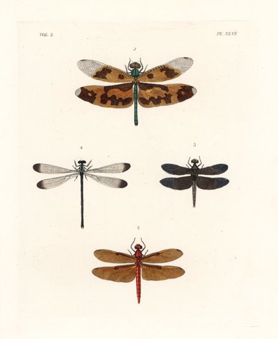 画翅蜻蜓 Rhyothemis variegata 1、富贵林杓鹬 Neurothemis fulvia 2、鶺鴒 Neurothemis tullia 3 和影蜻蜓 Palaemnema paulina 4。约翰-O-韦斯特伍德（John O. Westwood）新版德鲁-德鲁里（Dru Drury）的《Il. 作者 未知艺术家