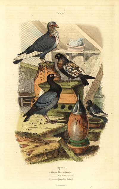 Pigeon Columba livia 品种：普通土耳其鸽、瑞士金海湾、巴加迪斯混蛋 作者 不明