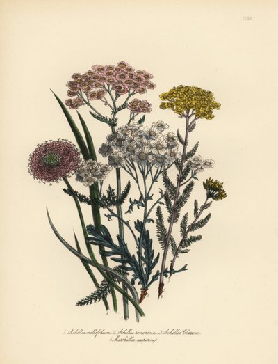 粉花小苍兰（Achillea milfolium）、金蓍草（Achillea tomentosa）、克拉文纳银叶小苍兰（Achillea clavenae）和丛生马夏草（Marshallia caespitosa）。亨利-诺埃尔-汉弗莱斯（Henry Noel Humphreys）根据以下作者的插图手工绘制的彩色石版画 作者 未知艺术家