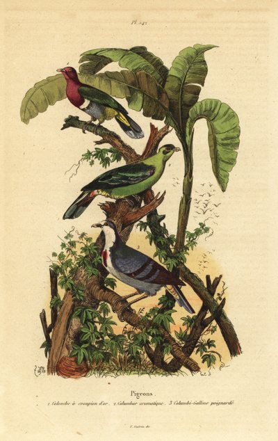 Pink-headed fruit-dove, Ptilinopus porphyreus, Buru green pigeon, Treron aromaticus, and Luzon bleeding-heart, Gallicolumba luzonica 作者 不明