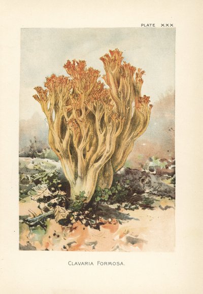 粉红色的珊瑚菌或美丽的蛤菌，Ramaria formosa（Clavaria formosa）。这是一幅根据威廉-汉密尔顿-吉布森（William Hamilton Gibson）的植物插图绘制的彩色石版画，出自他的《我们可食用的蟾蜍和蘑菇》一书。 作者 未知艺术家