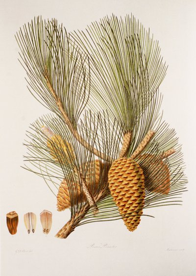 Pinus pinaster/Sea Pine/Maritime Pine 作者 不明