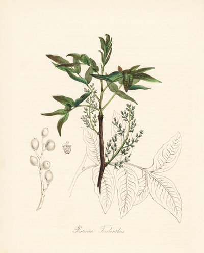 Pistachio terebinth - 蒺藜树或香椿树，Pistacia terebinthus。C. Chabot 的手绘锌版画，由 M. A. Burnett 小姐根据她的 "Plantae Utiliores：或实用植物插图 "绘制，Whittaker，伦敦 作者 未知艺术家