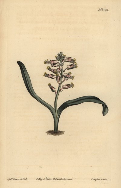 平叶自色lachenalia, Lachenalia unicolor 作者 不明