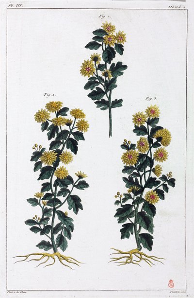 Plantes medicinales, Chine 作者 不明