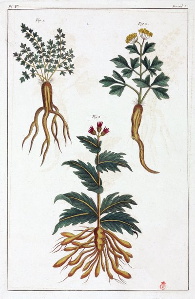 药用植物，中国 作者 不明