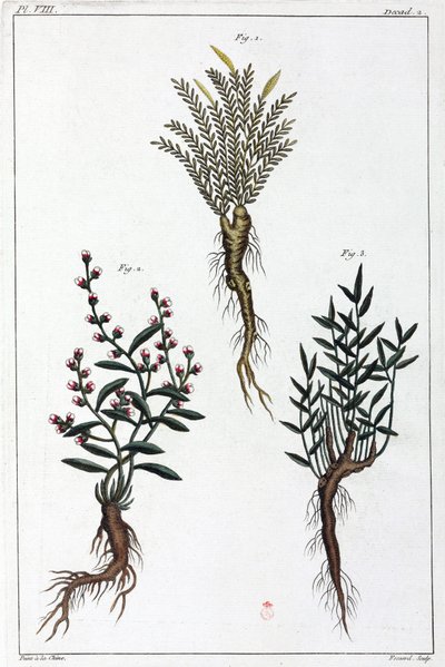 药用植物，中国 作者 不明