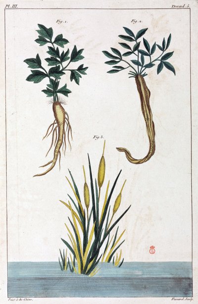 药用植物，中国 作者 不明