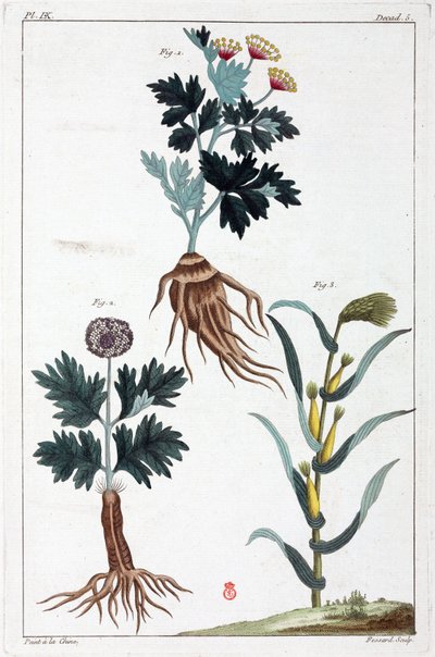 Plantes medicinales, Chine 作者 不明