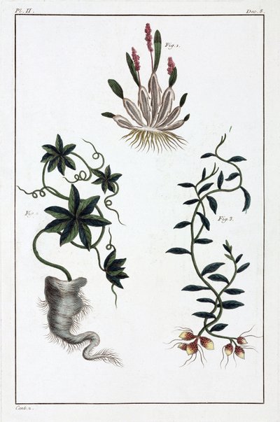 Plantes medicinales, Chine 作者 不明