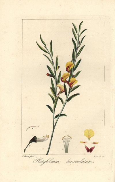Platylobium lanceolatum，原产于澳大利亚。Barrois 根据 Pancrace Bessa 的植物插图在铜版上绘制的手工彩色条纹版画，插图选自 Mordant de Launay 的《Herbier General de l