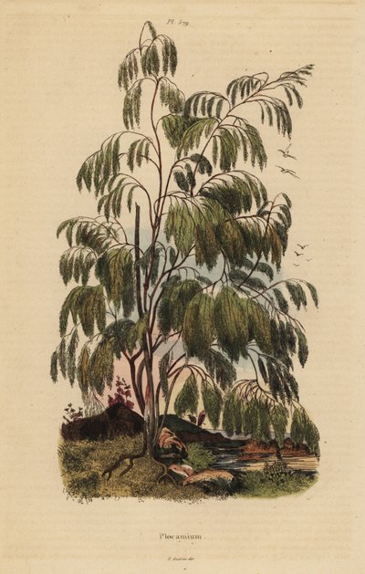 Plocama pendula 灌木 作者 不明