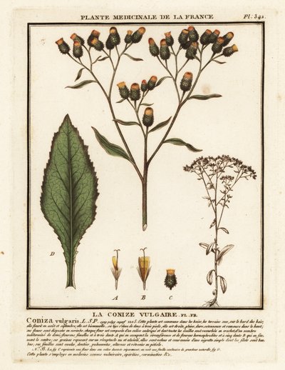 农夫甘松，Inula conyza。 作者 未知艺术家