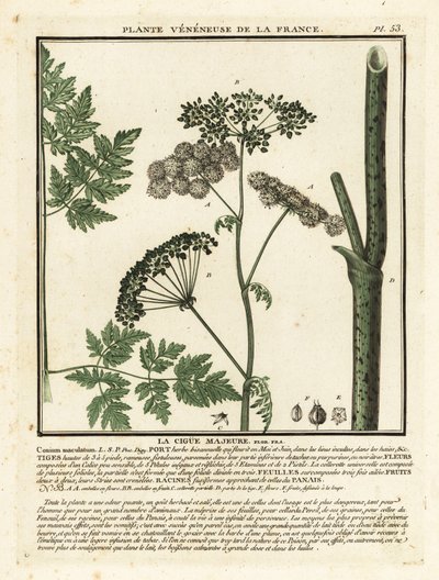 毒芹，Conium maculatum。 作者 未知艺术家