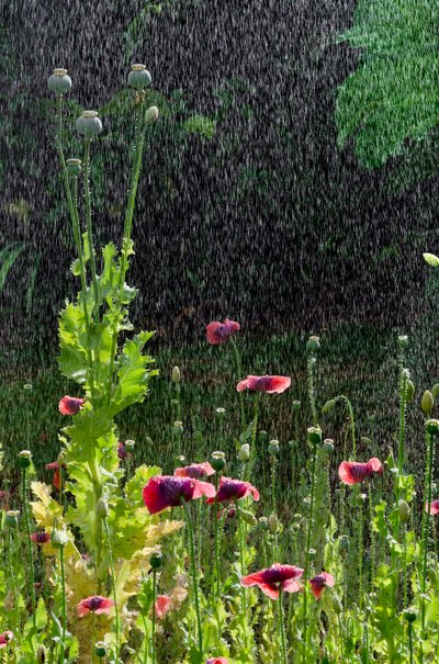 夏季倾盆大雨中的罂粟花（Papaver somniferum）和种子头，南威尔士高尔（照片） 作者 未知艺术家