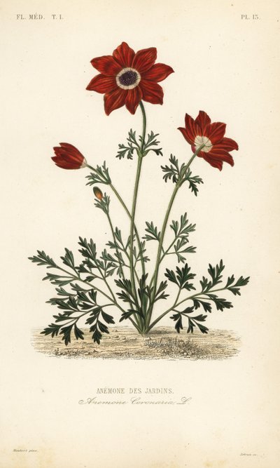 罂粟花或西班牙万寿菊，Anemone coronaria，Anemone des jardins 作者 不明
