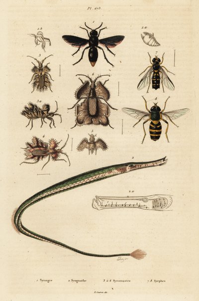 波特黄蜂、琵琶鱼、金蛋虫和食蚜蝇，1834-1839 年（雕刻） 作者 未知艺术家