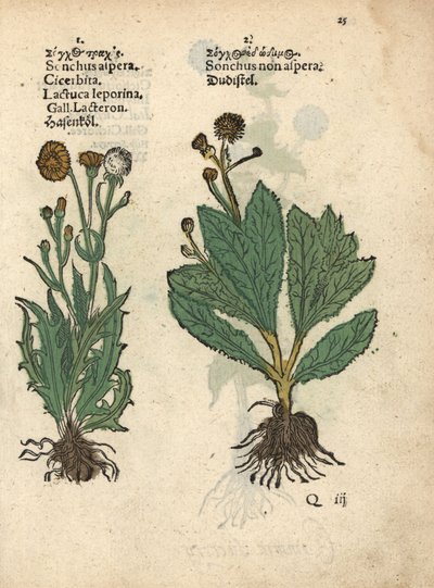 刺母猪蓟（Sonchus asper）和光滑母猪蓟（Sonchus oleraceus）？手绘木刻版画，选自 Adam Lonicer 的《Krauterbuch》或《草药》，法兰克福 作者 未知艺术家
