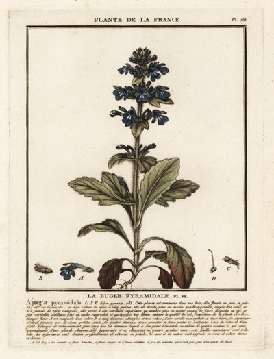 金字塔号角，Ajuga Pyramalis。 作者 未知艺术家