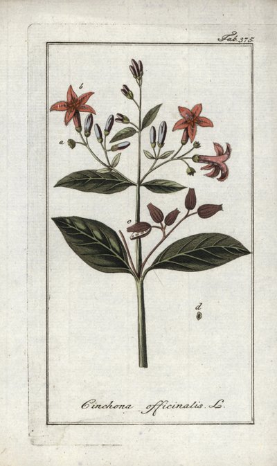 金鸡纳（Cinchona officinalis）。约翰内斯-佐恩（Johannes Zorn，1739-1799 年）"Afbeelding der Artseny-Gewassen "中的石版画，荷兰 作者 未知艺术家