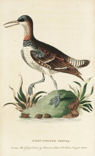 红颈瓣蹼鹬，Phalaropus lobatus。(鹤脚鹦鹉）插图抄自乔治-爱德华兹。伦敦哈里森《博物学家袖珍杂志》中的手工彩色铜版雕刻 作者 未知艺术家