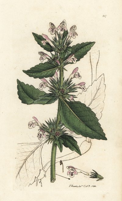 红荨麻，Galeopsis tetrahit（红荨麻） 詹姆斯-索尔比（James Sowerby）的手工彩色铜版雕刻，选自詹姆斯-史密斯的《英国植物学》，伦敦 作者 未知艺术家