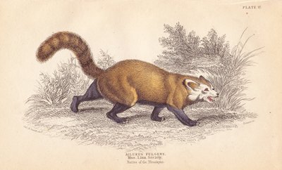 小熊猫，Ailurus fulgens。易危。来自林奈学会博物馆的标本。利扎斯根据查尔斯-汉密尔顿-史密斯（Charles Hamilton Smith）的插图绘制的手绘钢版画，出自爱丁堡威廉-怡和的《博物学家图书馆》。 作者 未知艺术家
