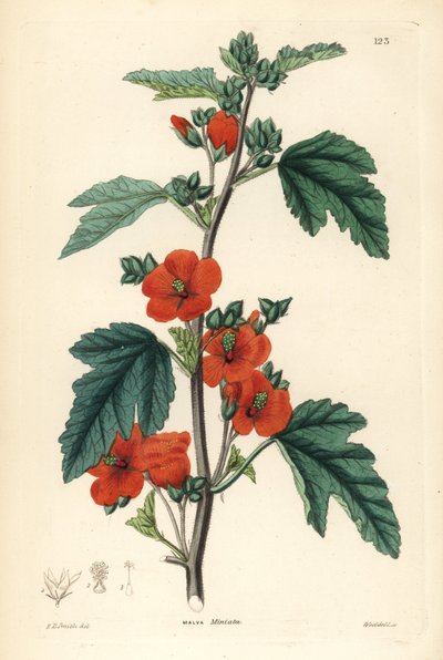 红紫色 - 锦葵，Sphaeralcea miniata（朱顶红锦葵，Malva miniata）。韦德尔根据埃德温-道尔顿-史密斯的手绘铜版画，选自约翰-林德利和罗伯特-斯威特的《观赏花圃和灌木丛》，G. 威利斯，伦敦 作者 未知艺术家