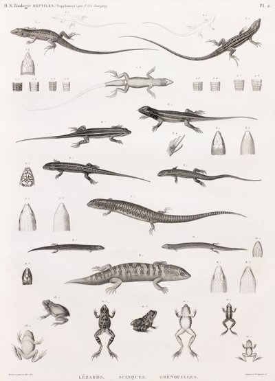 爬行动物：蜥蜴、石龙子和青蛙的系列插图 作者 不明
